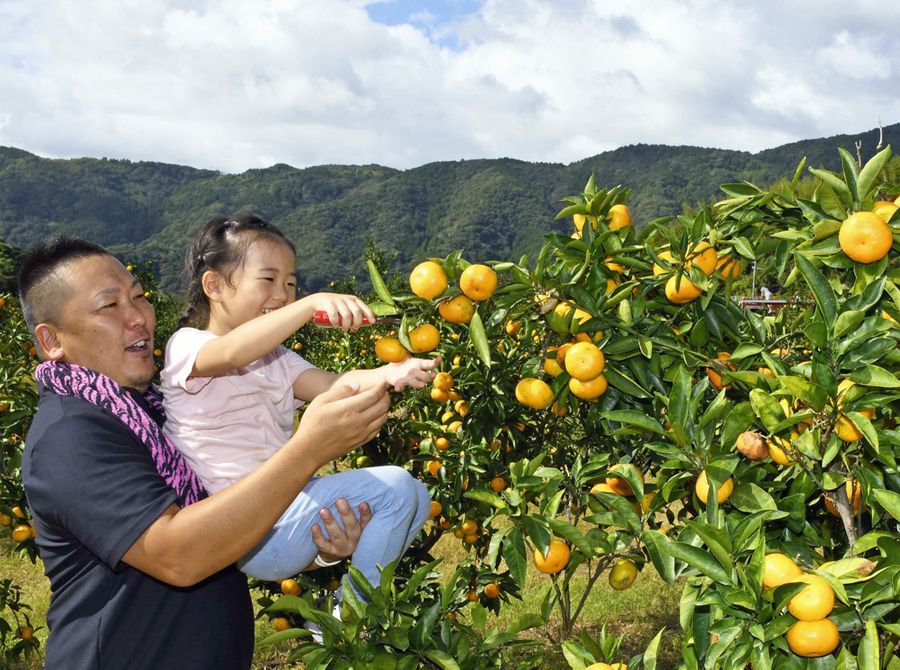 親子でミカン狩りを満喫。木の高さは大人の背丈ほどで子どもも摘みやすい(写真はいずれも香南市の「土佐の高知のくだもの畑」)
