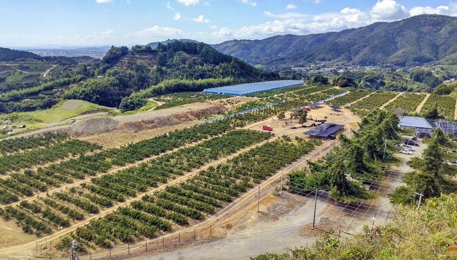 山あいに広がる一枚畑のミカン農園。天気の良い日は桂浜まで見渡せる