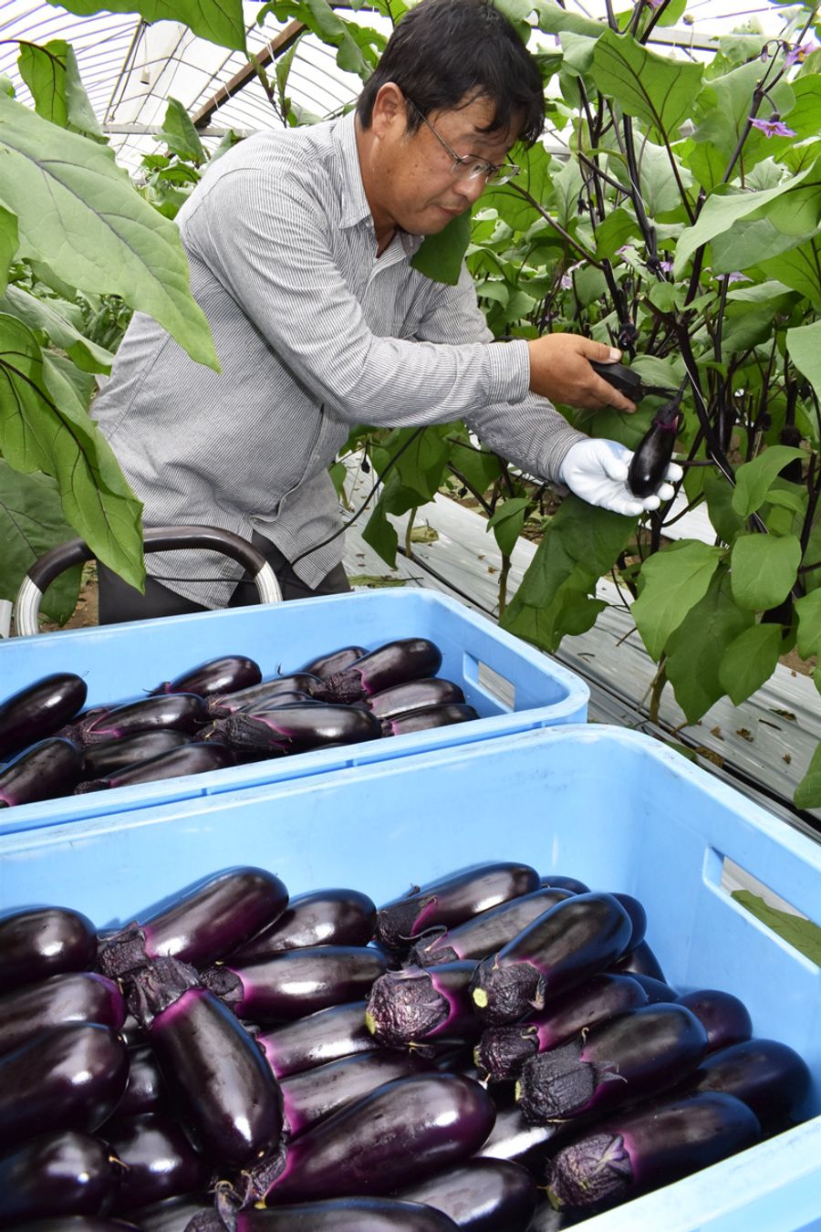 つやつやに育った冬春ナスの収穫が本格化している(安芸市土居)