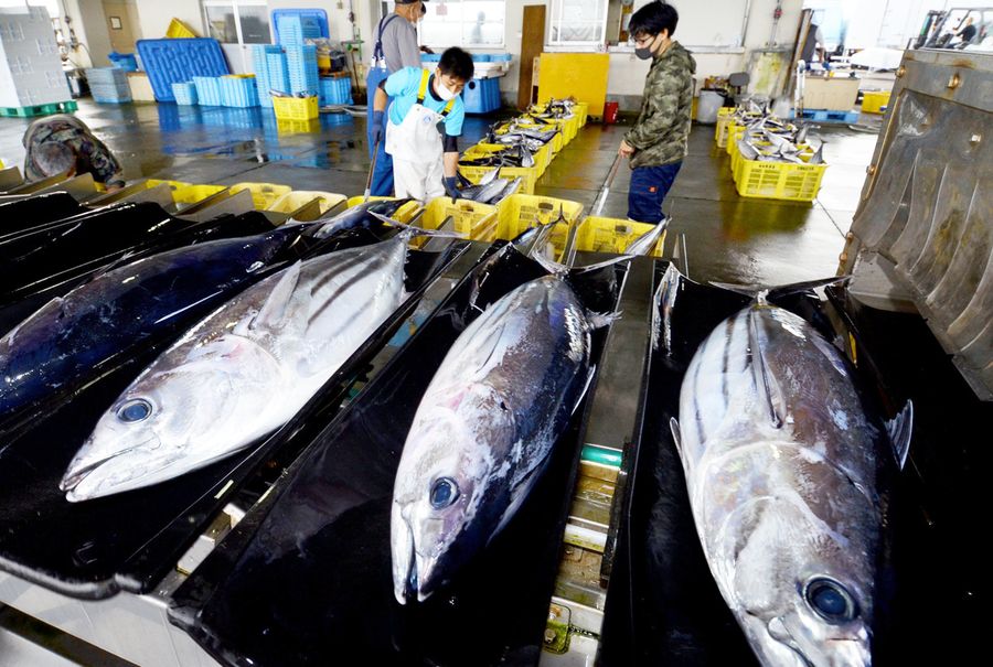 丸々太って脂が乗った戻りガツオ(黒潮町の佐賀漁港)