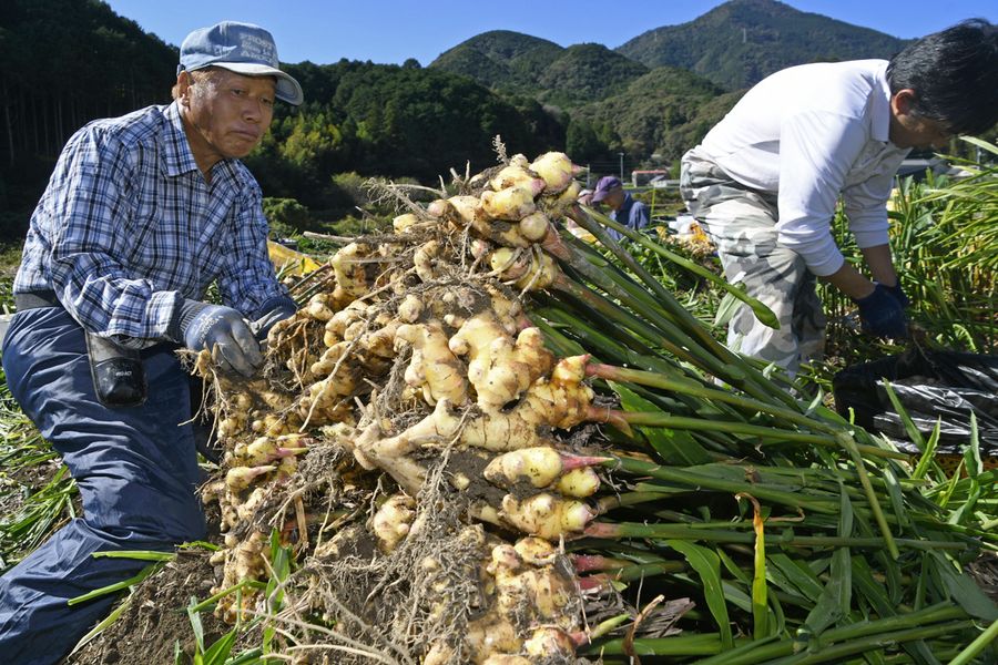 黄金ショウガ 収穫ピーク 土佐市 高知新聞