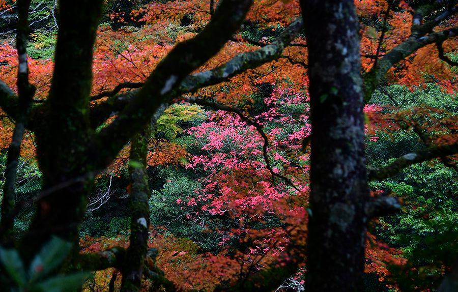 写真特集 ２０２１紅葉スポット巡り しっとりあざやか 安居渓谷 高知県仁淀川町 瀬戸川渓谷 土佐町 高知新聞