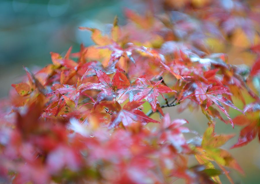 写真特集 ２０２１紅葉スポット巡り しっとりあざやか 安居渓谷 高知県仁淀川町 瀬戸川渓谷 土佐町 高知新聞