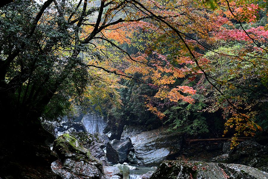 写真特集 ２０２１紅葉スポット巡り しっとりあざやか 安居渓谷 高知県仁淀川町 瀬戸川渓谷 土佐町 高知新聞