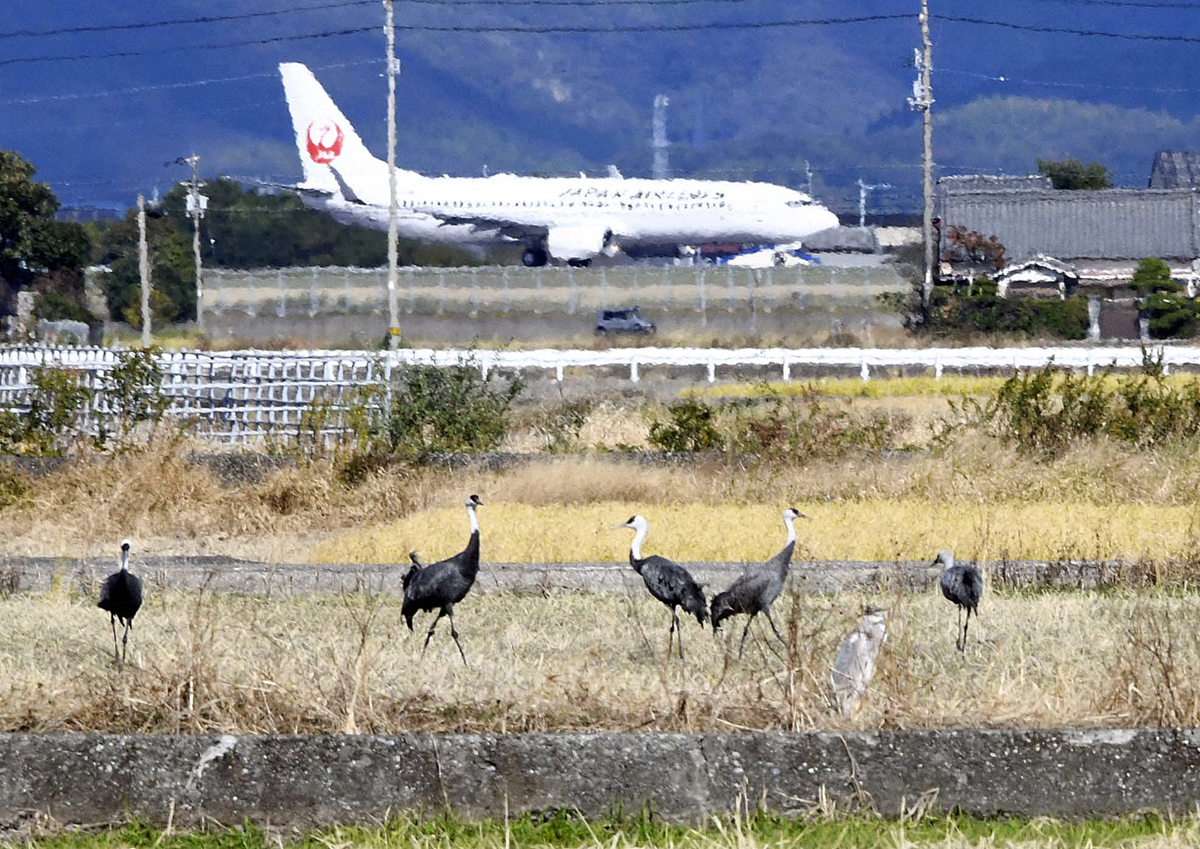 渡り鳥ナベヅルがｊａｌの 鶴マーク と共演 高知龍馬空港近くの香長平野 ２０年連続飛来 高知新聞