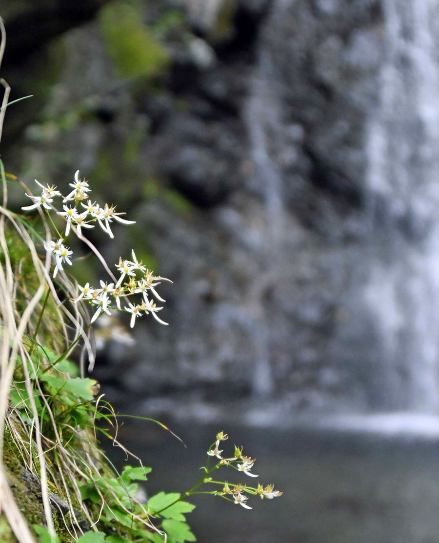 白くかれんにダイモンジソウ 滝に映え 高知県香美市大荒三滝 高知新聞