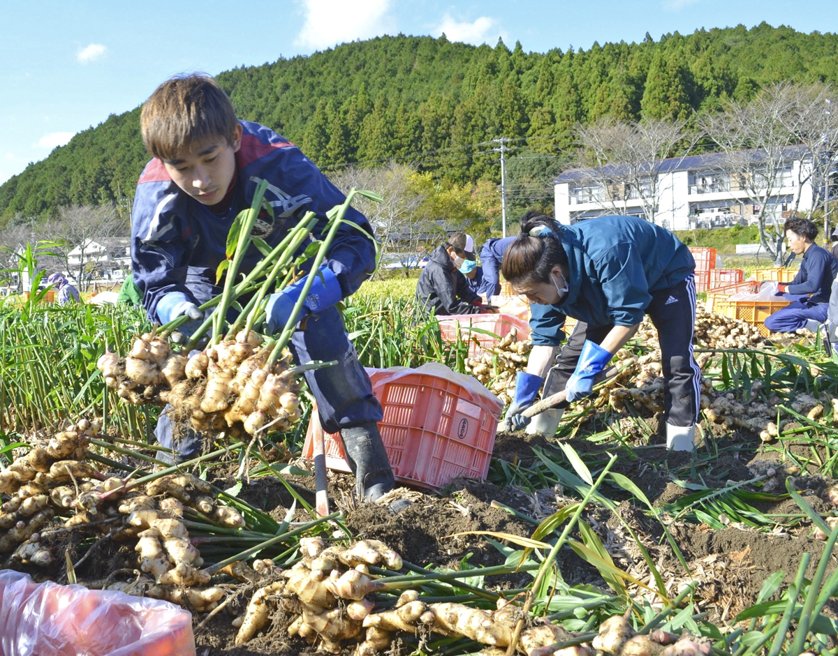 ｊａが大学生バイトを送迎 バスでショウガ収穫へ 高知県四万十町 高知新聞