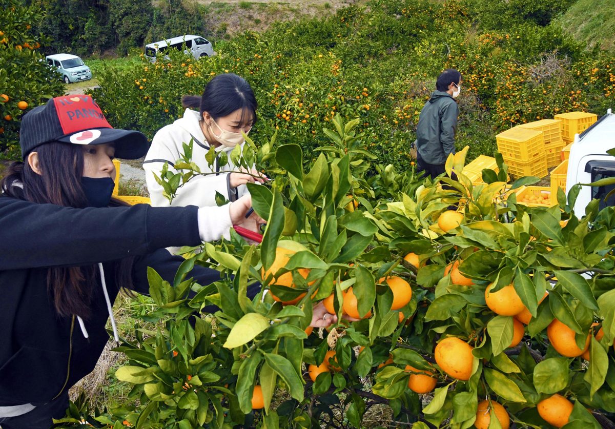 【タイアップ】高知県みかん産地でワーホリ体験｜高知新聞