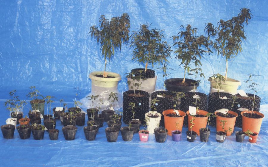 男性容疑者の自宅や裏庭から押収された大麻草(中村署提供)