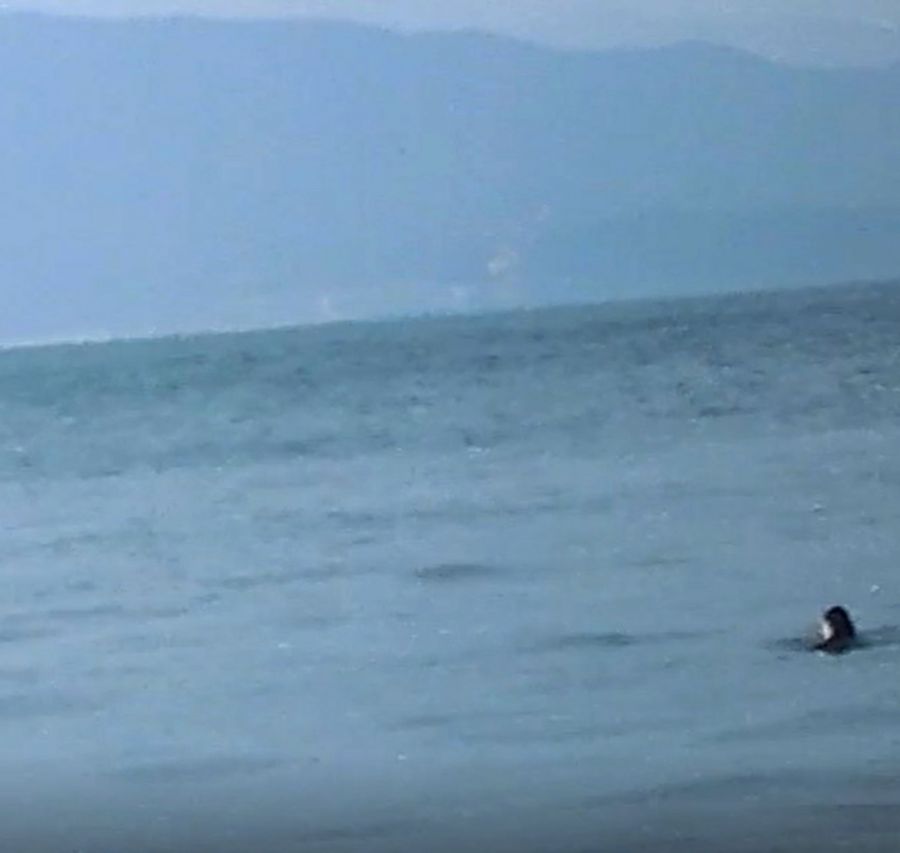 大月の海に浮上した、カワウソらしき動物（２０１７年７月、土井秀輝さん撮影）