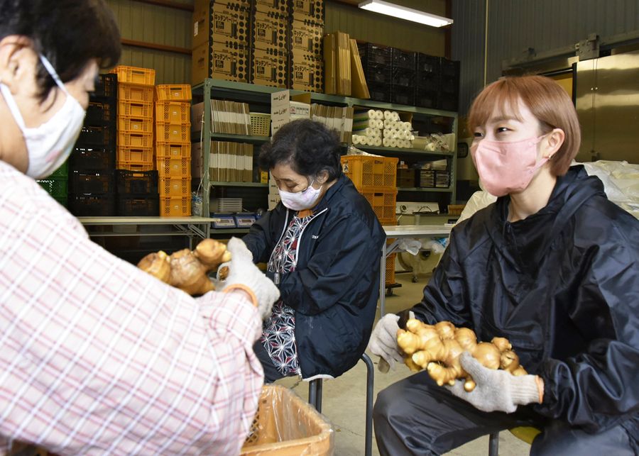 ショウガの芽取りに従事する久保田舞さん＝右。１０日間の滞在で活動のアイデアも膨らんだという（日高村鴨地）