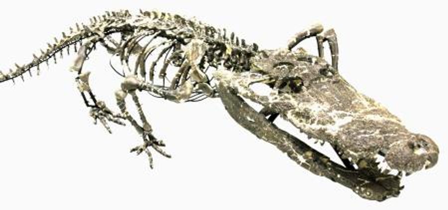 恐竜時代の化石 ワニ祖先の新種 陸から水中へ 適応起源に迫る 高知新聞 恐竜時代の化石 ワニ祖先の新種 陸から水中へ 適応起源に迫る 高知新聞