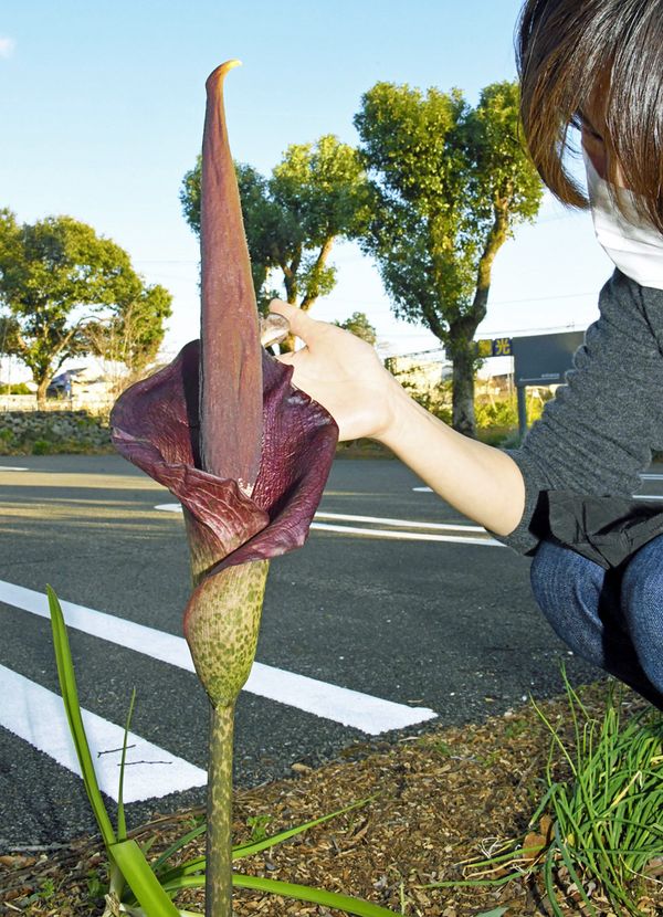 悪魔の舌 南国市でコンニャクの花が咲く 高知新聞