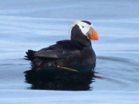 海鳥エトピリカ繁殖確認できず 絶滅危惧種は 危機的状況 高知新聞