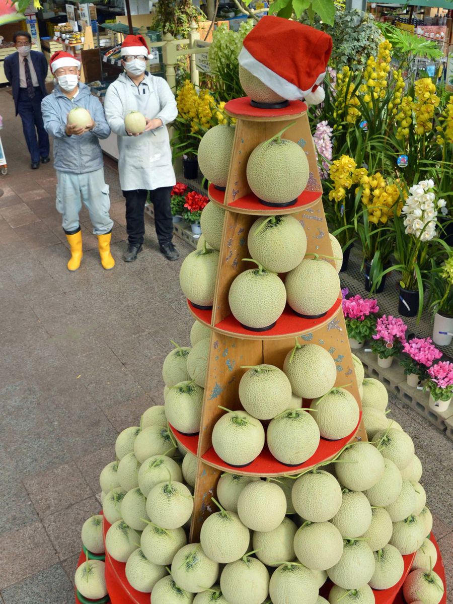 マスクメロンのクリスマスツリー登場 西島園芸団地 使用数を当てればメロンをプレゼント 高知県南国市 高知新聞