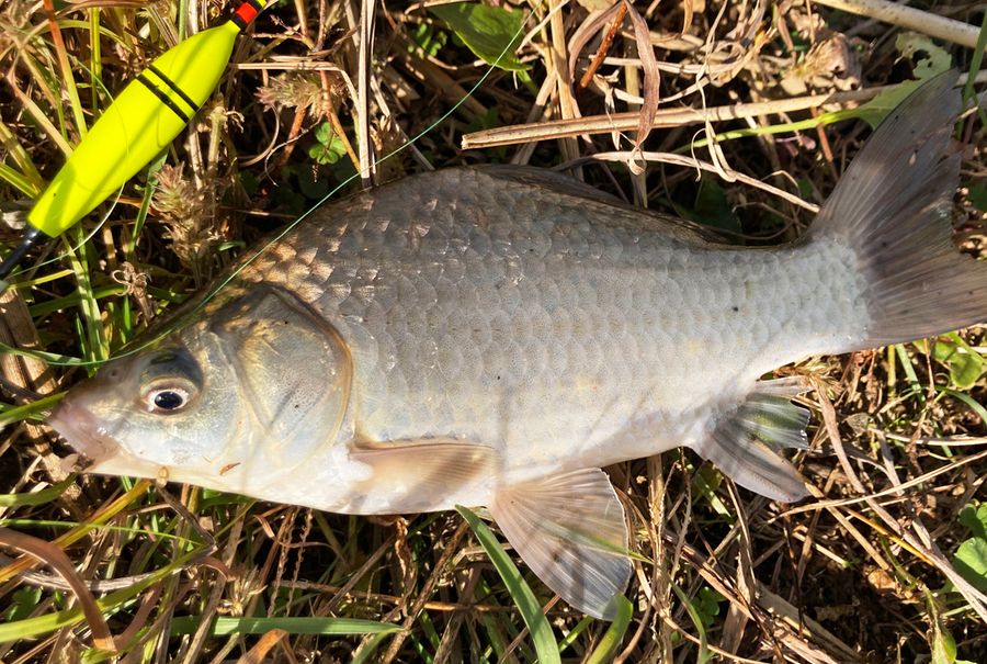 魚信 はっぴぃ魚ッチ いつまでも隣にいて のべ竿いっぽん フナ釣り編 高知新聞