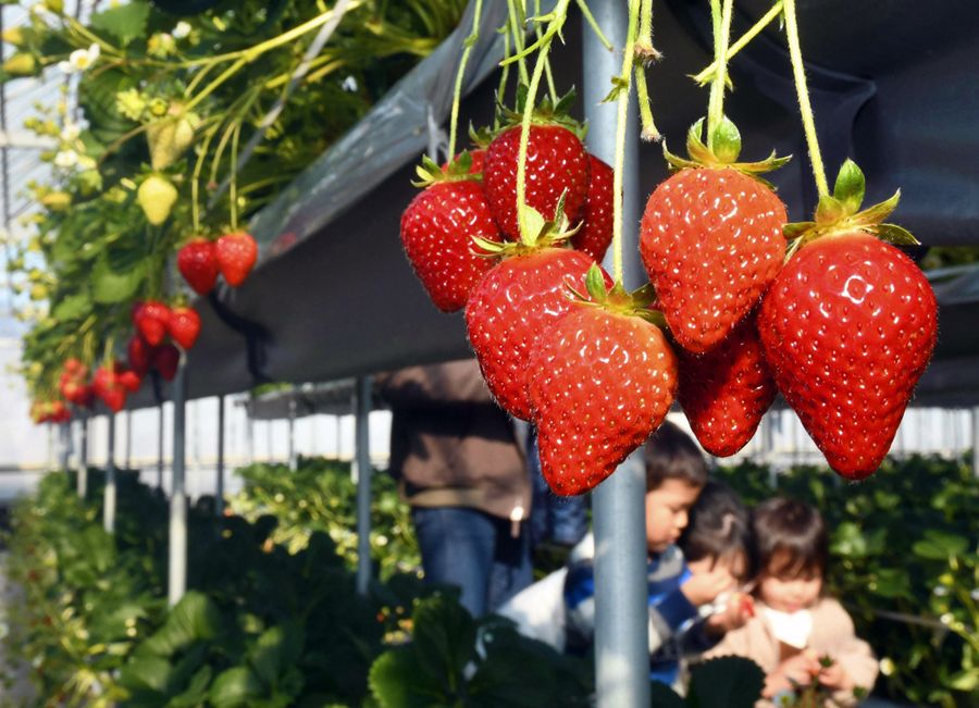 甘 い 赤い宝石 イチゴ狩り本格シーズン 高知県南国市の西島園芸団地 高知新聞