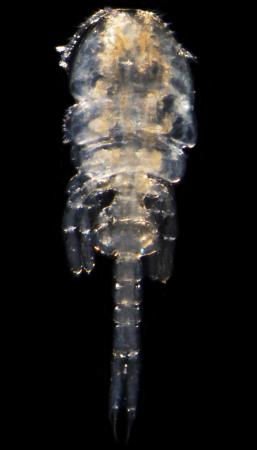 オシリカジリムシ と命名 新種の甲殻類に鹿児島大 高知新聞