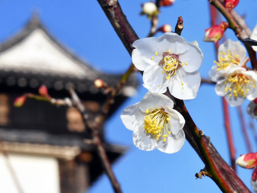 梅の標本木が白い花を咲かせた(高知城)