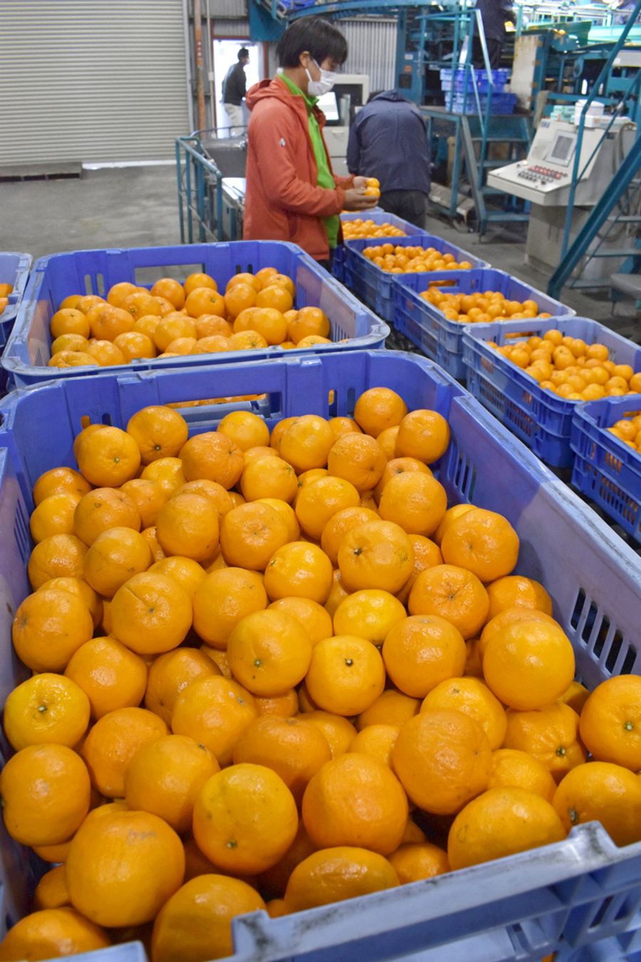 高知県東部名産 ポンカン ぎゅっと甘み凝縮 出荷最盛期 高知新聞