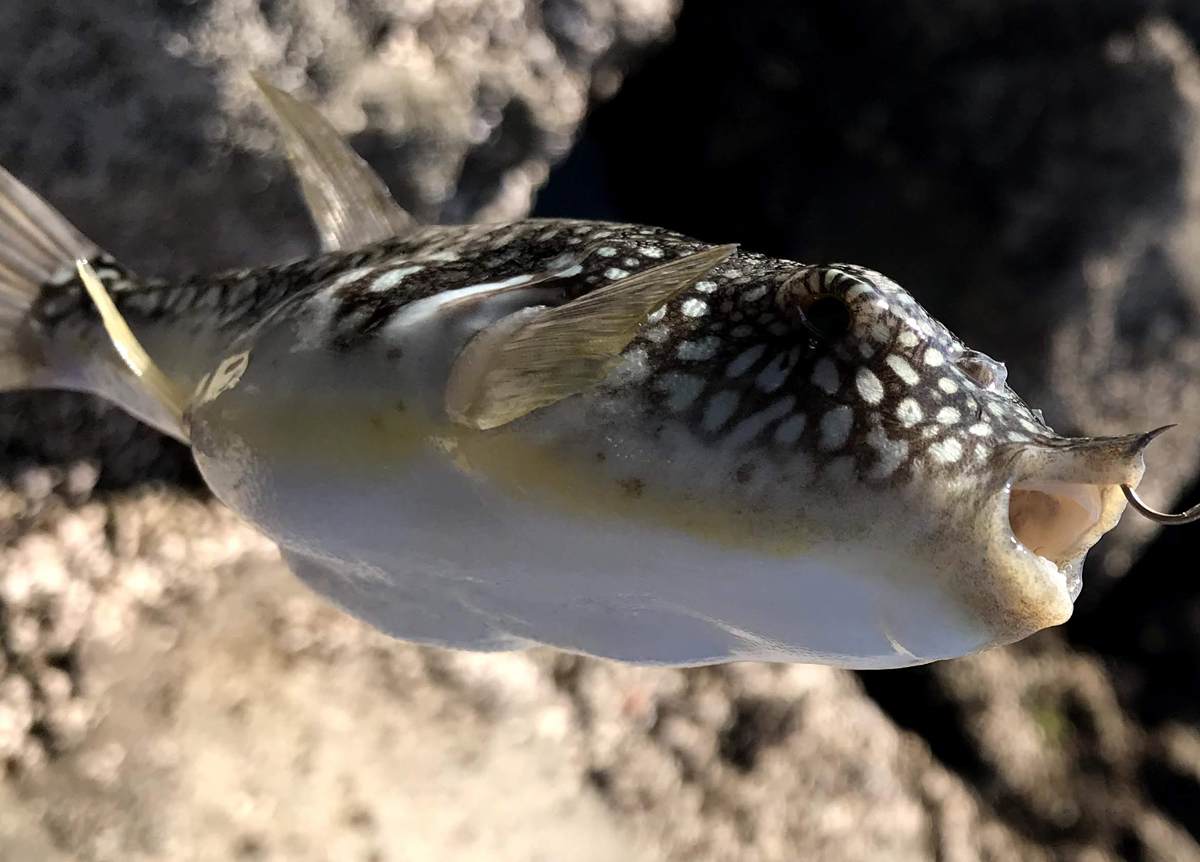 クサフグ コモンフグ 違いが分かる釣り師に 魚信 はっぴぃ魚ッチ 高知新聞