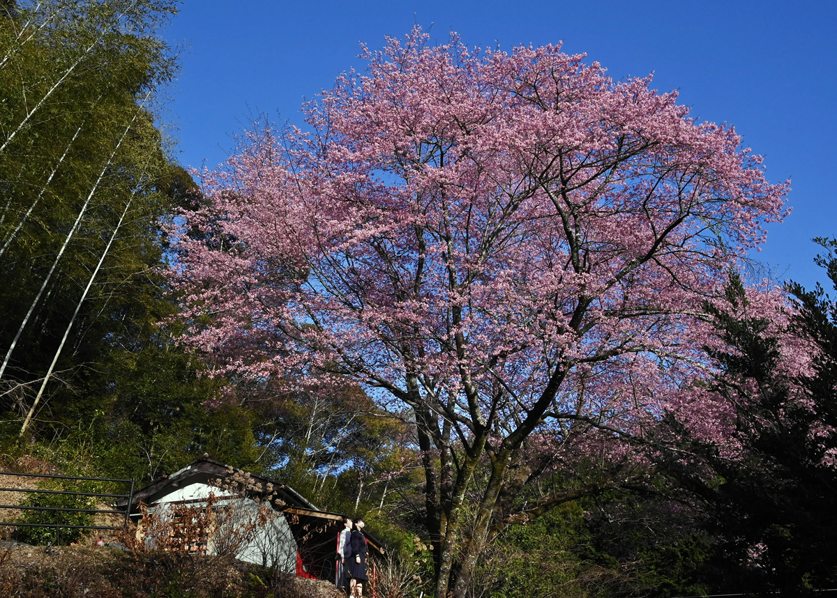 桜 黒 桜色 Www Gigascope Net