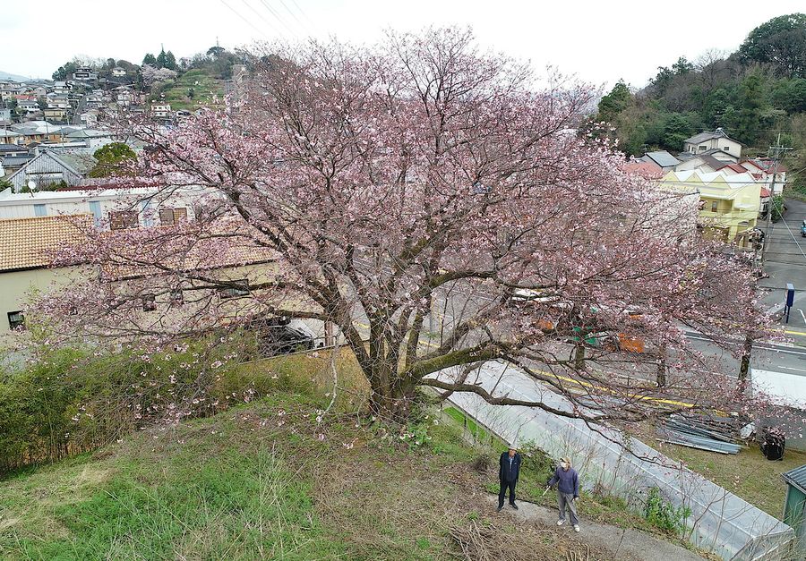 牧野富太郎博士が愛した 仙台屋桜 見頃近づく 高知市福井 高知新聞