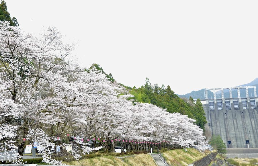 早明浦ダム近くで見頃を迎えた桜並木。今春を最後に伐採、撤去される（土佐町田井）