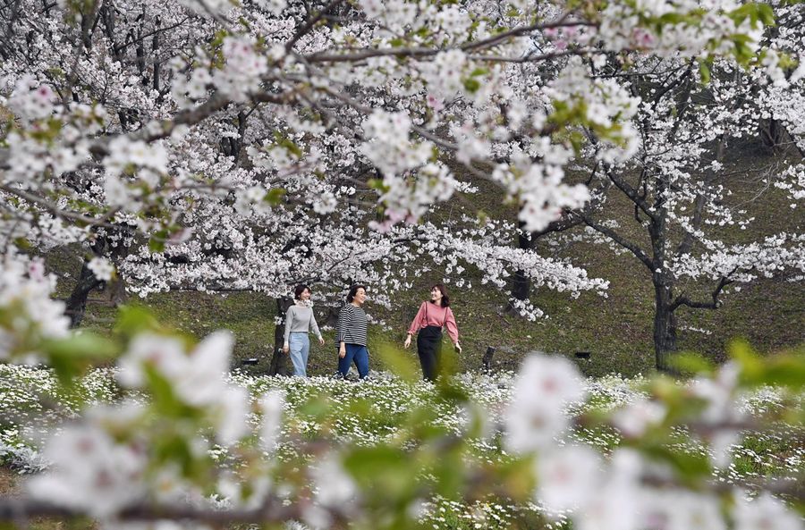 ぐるりと桜に囲まれる円形広場（芸西村和食甲）