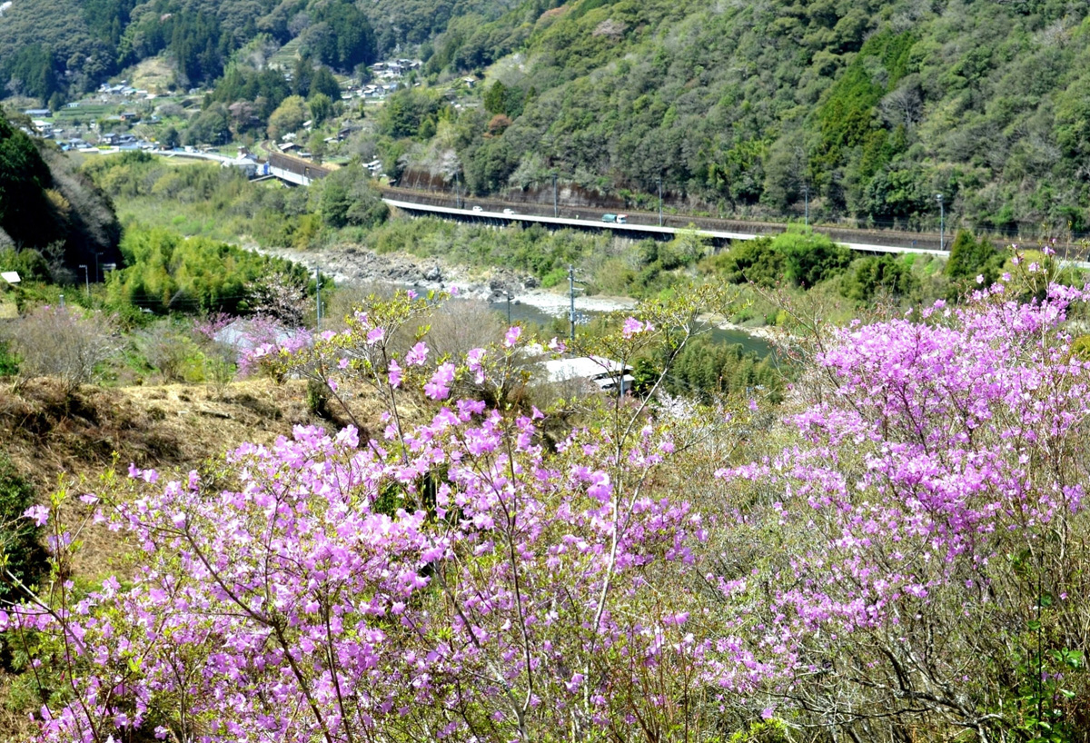 ツツジ見頃を迎え 四万十川と競演 四万十町十川 高知新聞