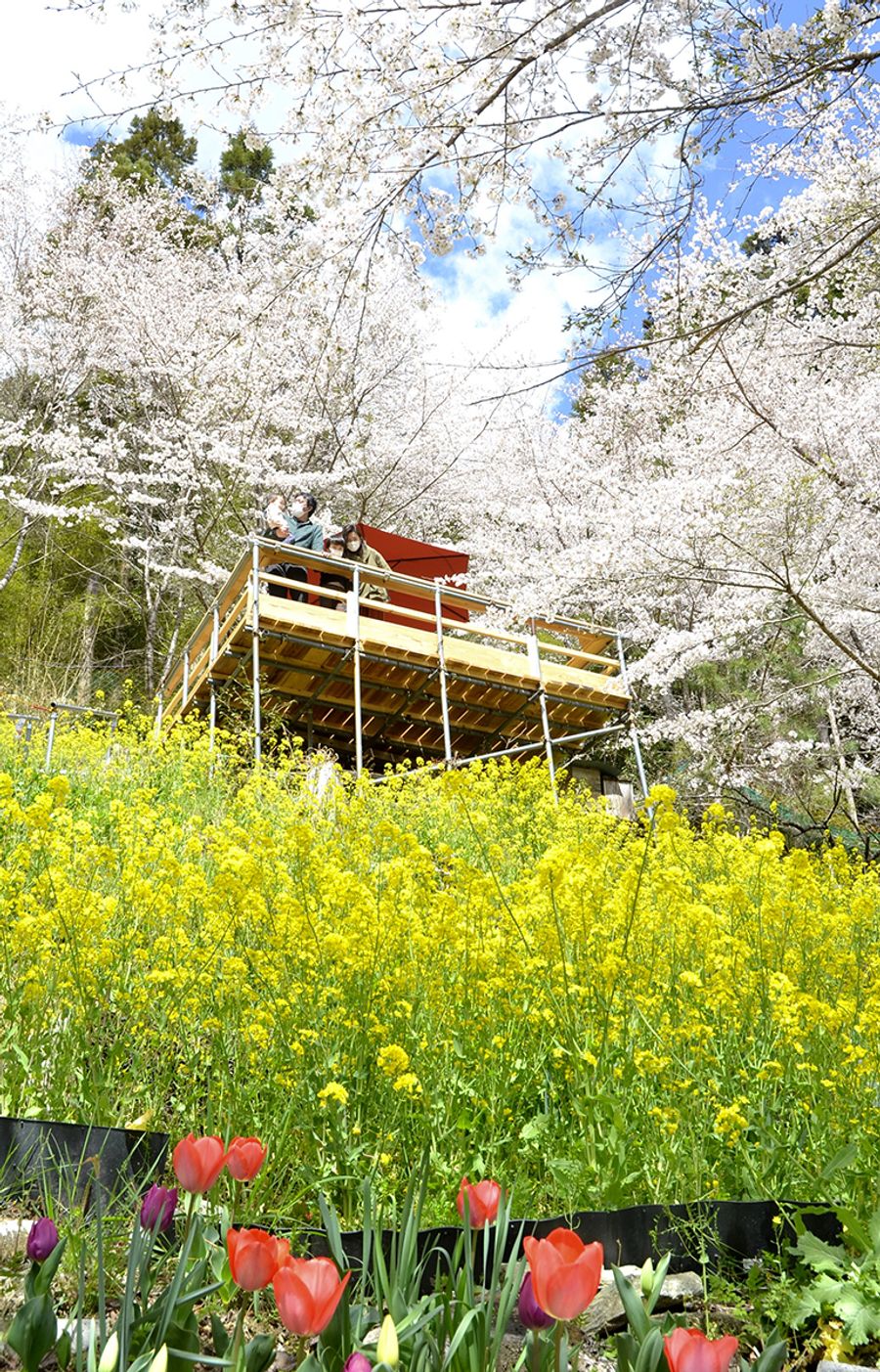 桜 菜の花 チューリップ 展望デッキから花々堪能 大川村で さくら祭 ４ １７まで 高知新聞