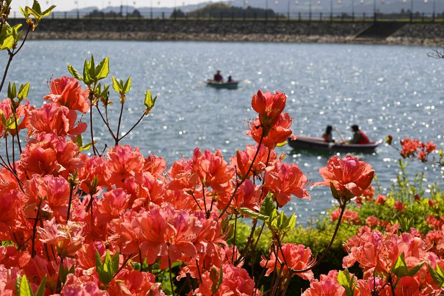 花のトンネル 池とのコントラスト 内原野のツツジ鮮やか 高知県安芸市 高知新聞
