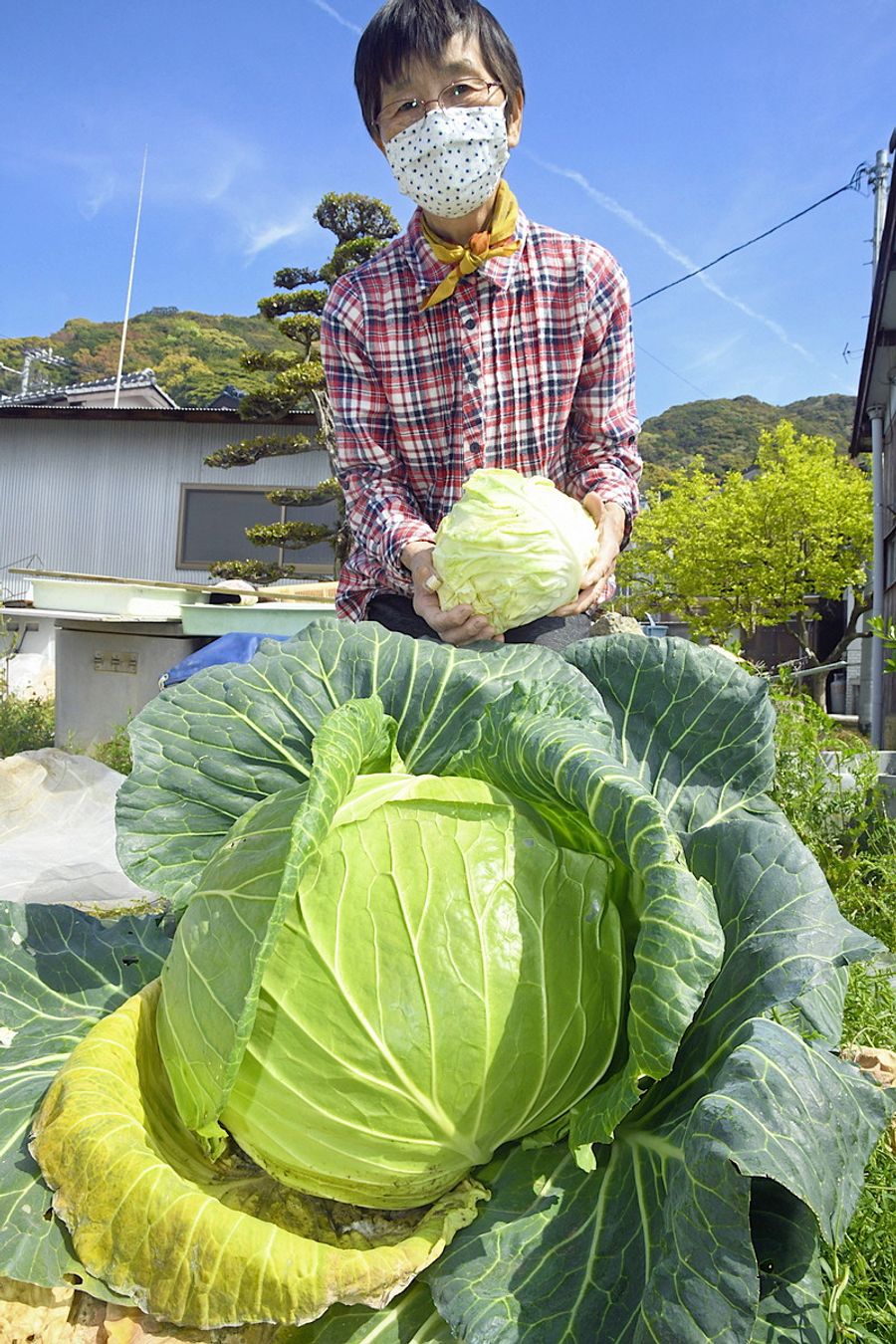 顔よりでかいキャベツ直径４０センチ 重さ９キロ 高知県土佐清水市 高知新聞
