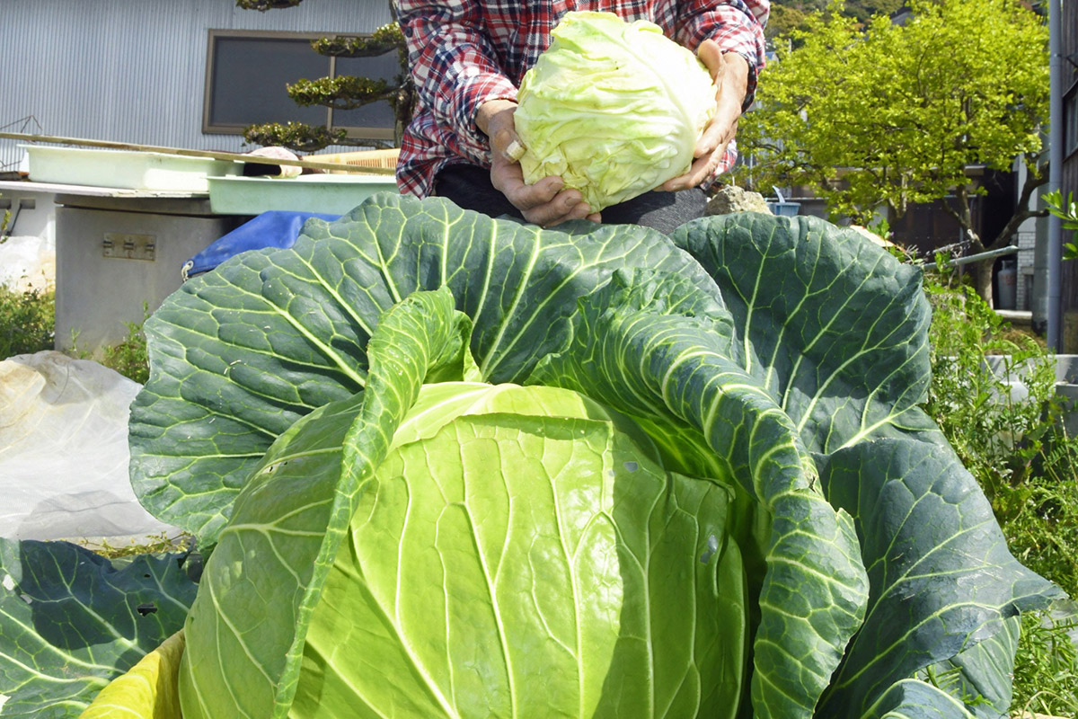 顔よりでかいキャベツ直径４０センチ 重さ９キロ 高知県土佐清水市 高知新聞