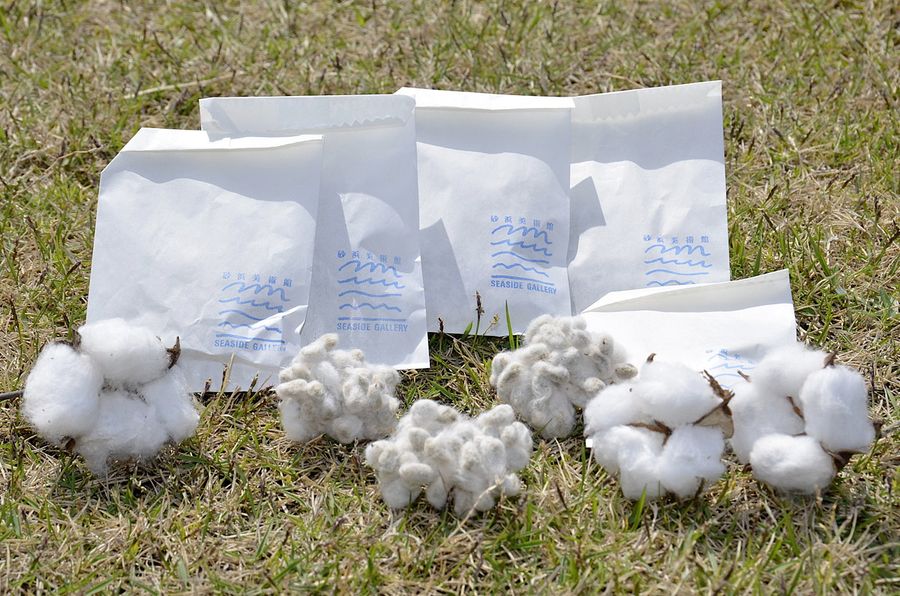 有機綿花 種から育てて ｔシャツアート展の砂浜美術館が配布 高知県黒潮町 高知新聞