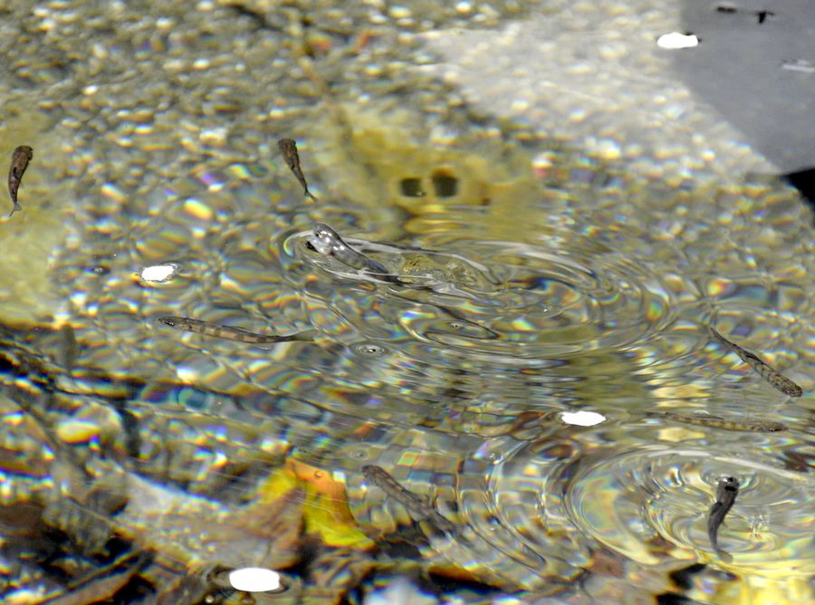 桜の花びらの下を泳ぐ、アメゴの稚魚。来春には釣り人を楽しませてくれる