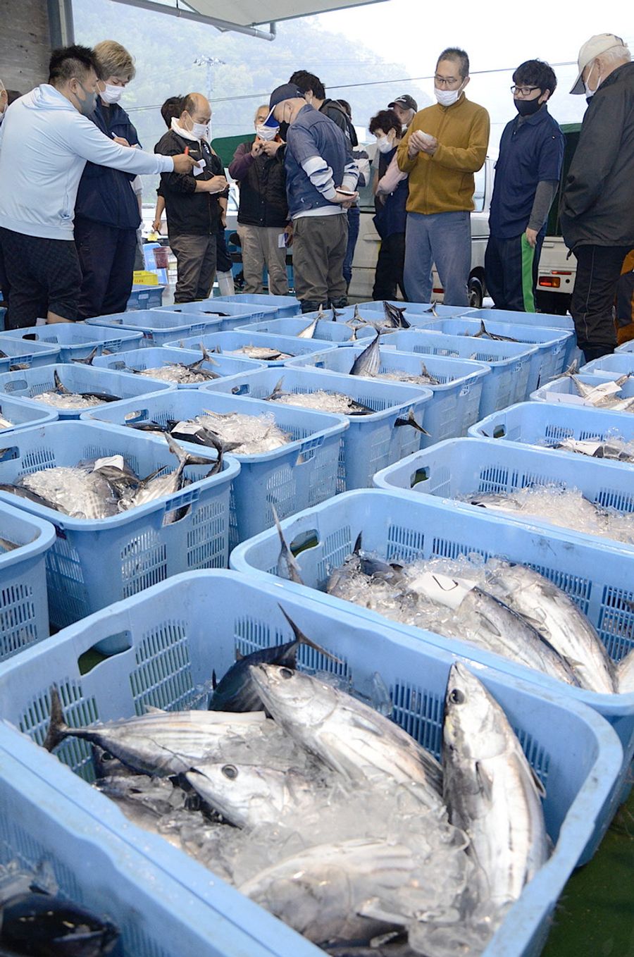 初ガツオの季節到来 高知県中土佐町久礼に続々水揚げ 競り活気 高知新聞