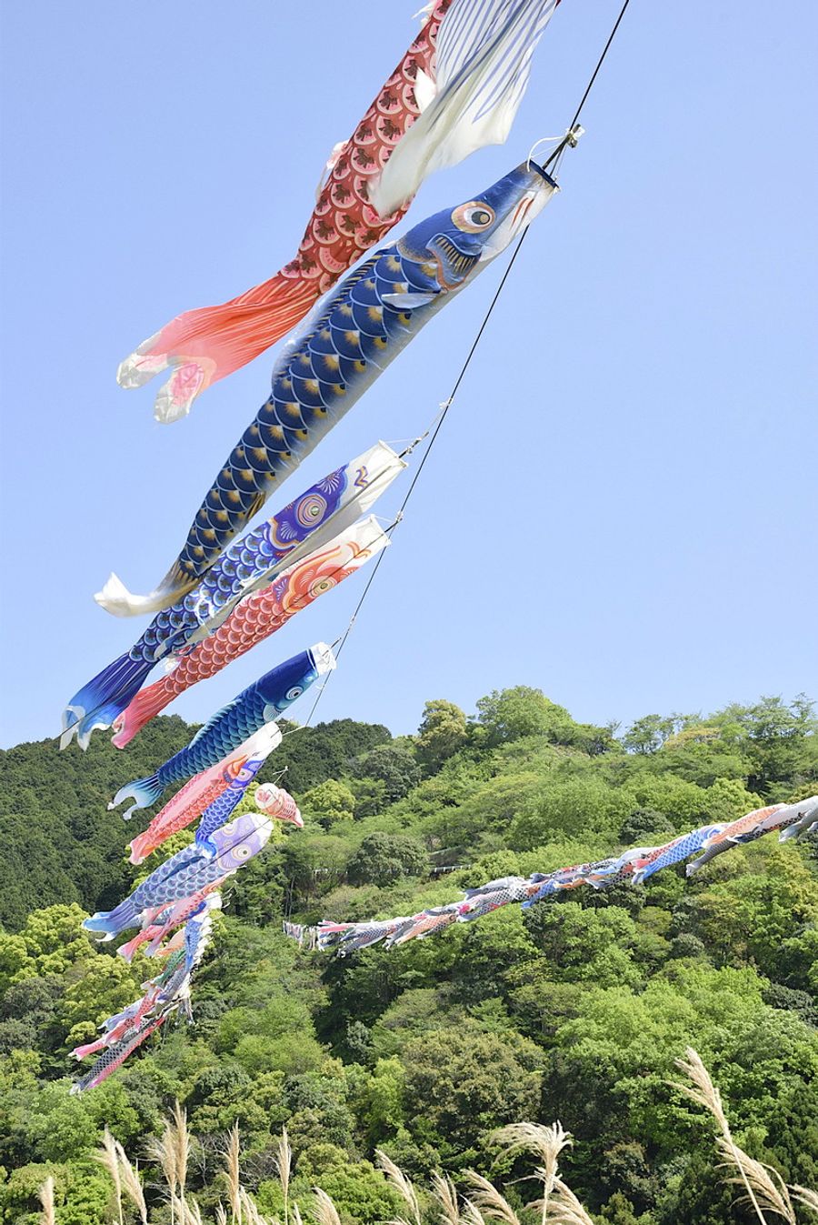 新緑に映える松田川のこいのぼりの川渡し（宿毛市の松田川親水公園）