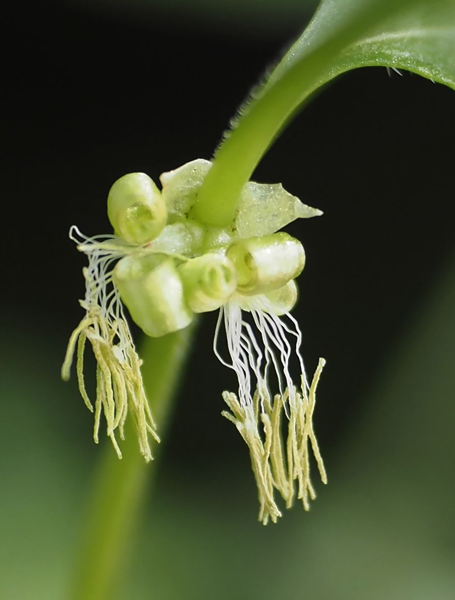 花を咲かせたヤマトグサ。県立牧野植物園の本館入り口近くで見ることができる(写真はいずれも高知市五台山)
