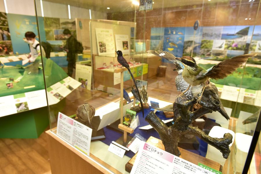 絶滅危惧種の動物の剥製などが並ぶ企画展（越知町の横倉山自然の森博物館）