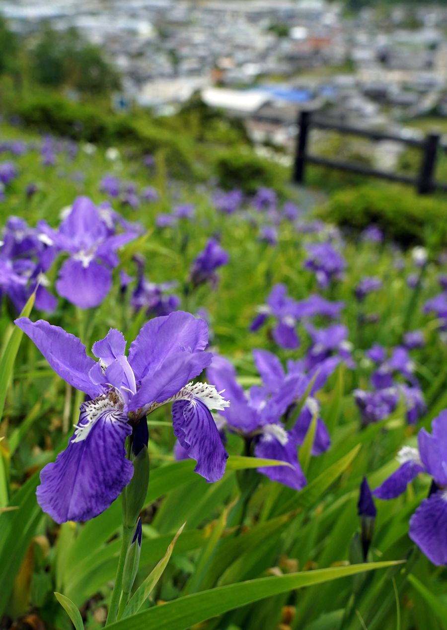 香北の自然公園で咲き誇るイチハツ（香美市香北町美良布）