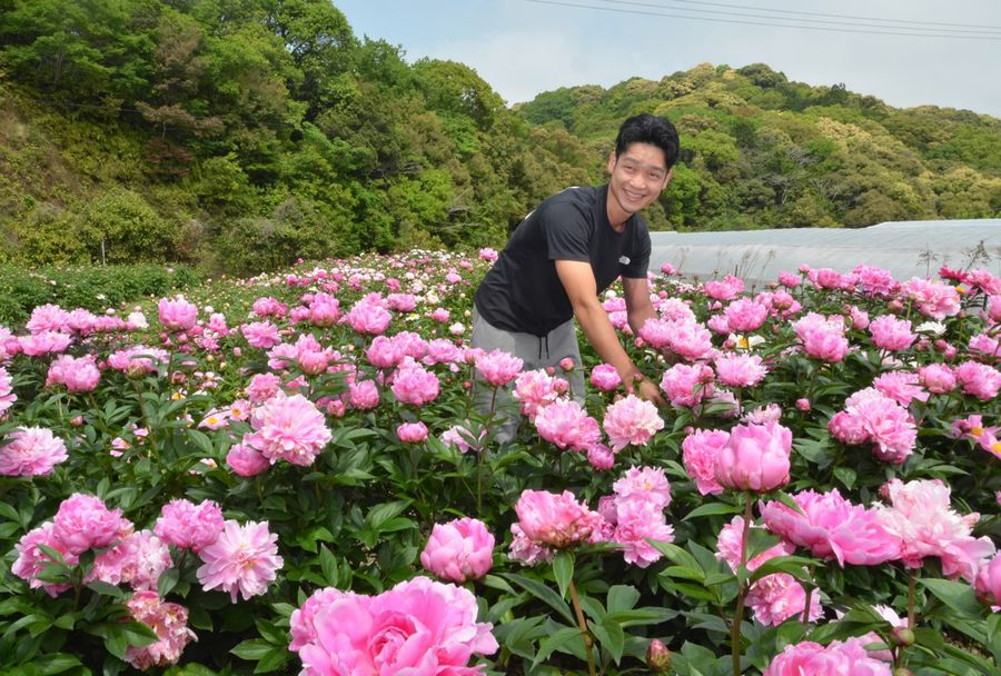 シャクヤク５万本 見頃近づく 高知市の 雨森観光農園 高知新聞