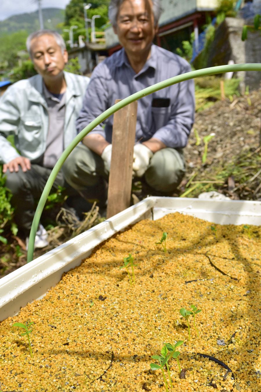 土の中から顔を出した、宇宙ミツマタの芽（仁淀川町下名野川）