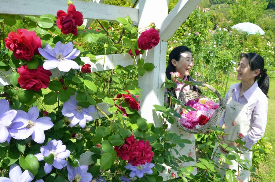 色とりどりのバラが咲き誇るイングリッシュガーデンハウス(香南市香我美町山北)