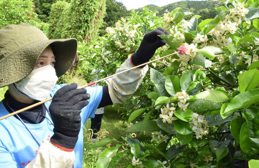 一つ一つ手作業でめしべに花粉を付けるブンタンの授粉作業（宿毛市宇須々木の吉岡農園）