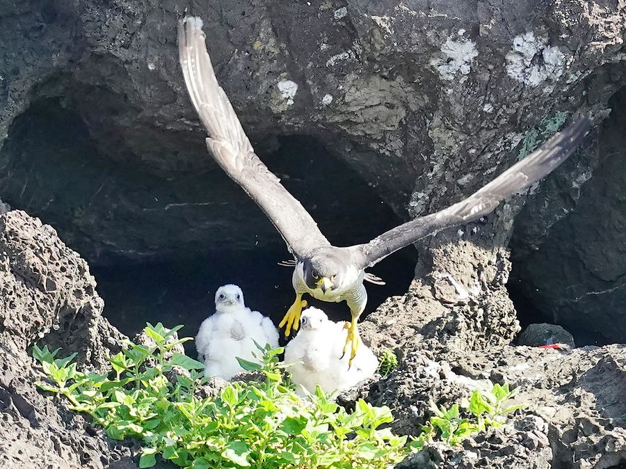 ひなに餌を与えた親鳥が休む間もなく飛び立った(県東部)