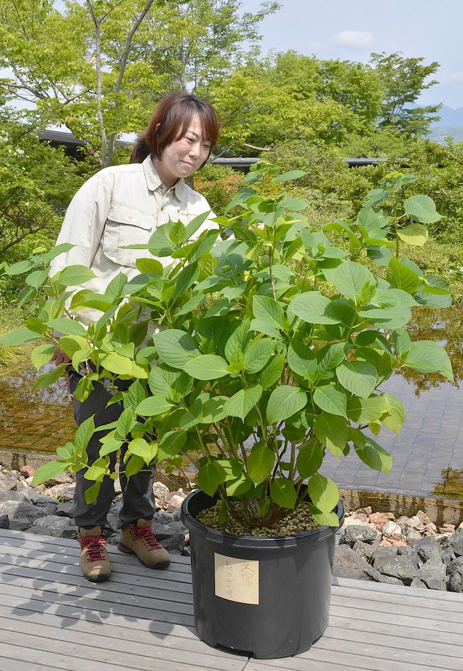 東京に贈られたヒメアジサイ(高知市五台山の県立牧野植物園)