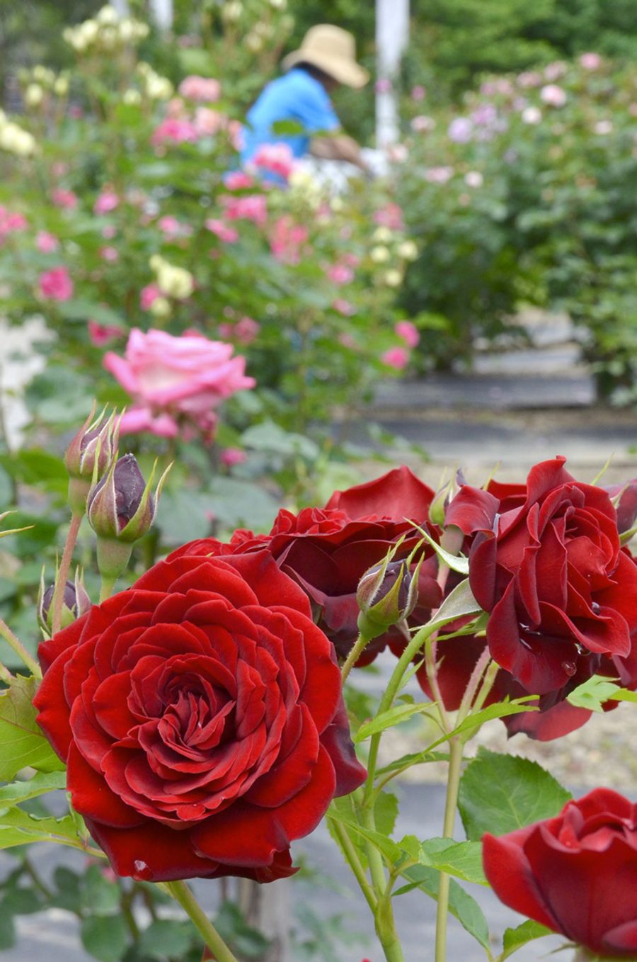 バラ５００本が西土佐彩る 四万十市住民が手入れ ５月中旬見頃 高知新聞