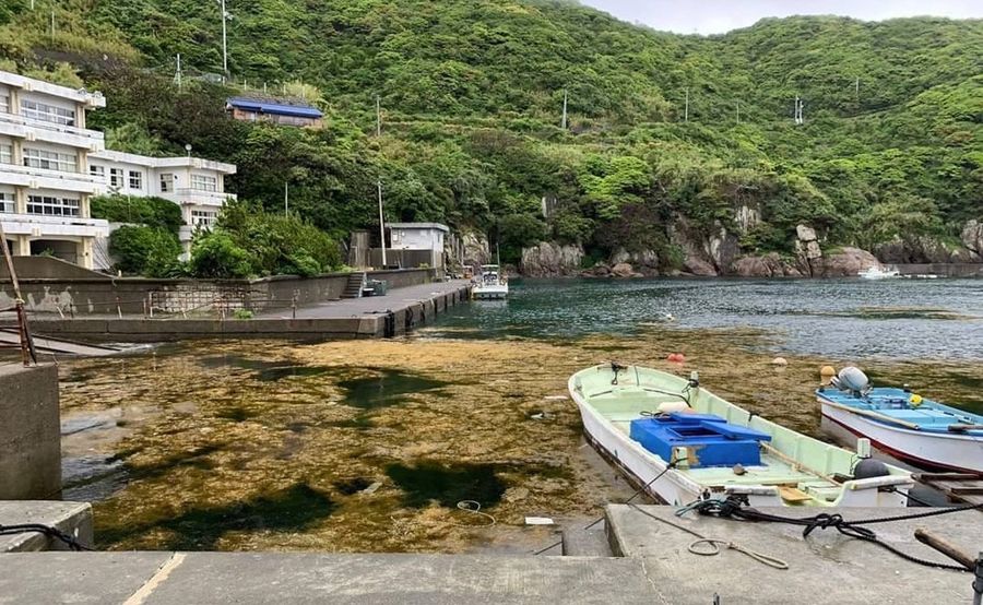 大量の藻が漂着した鵜来島港(写真はいずれも宿毛市沖の島町)