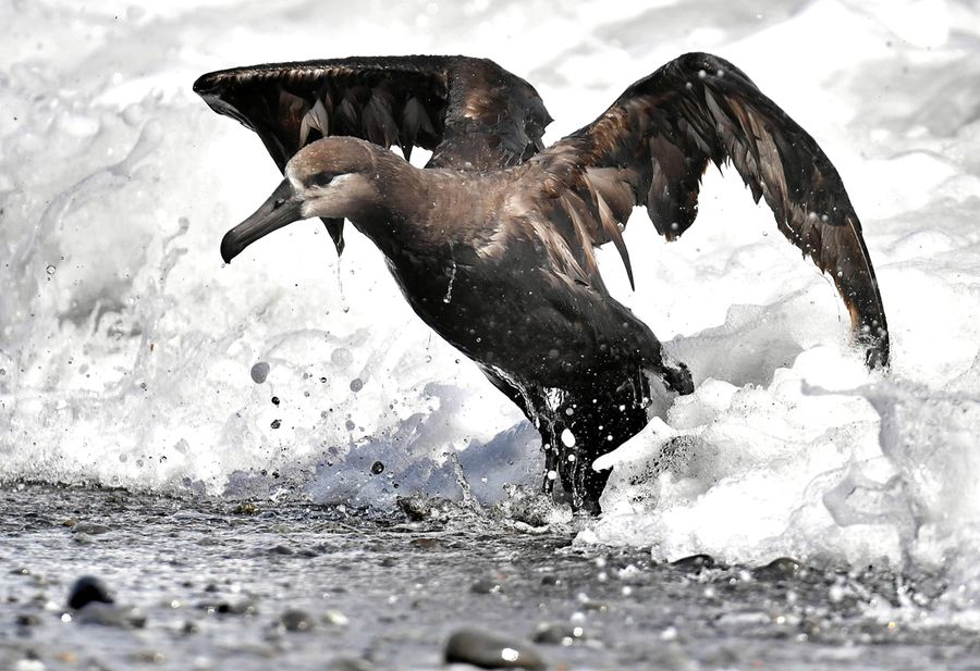 波打ち際で羽を広げるクロアシアホウドリ(南国市久枝)